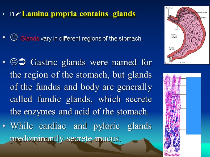  Lamina propria contains  glands   Glands vary in different regions of